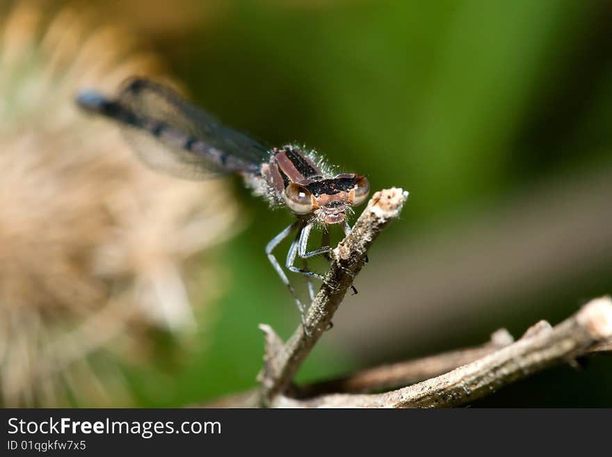 Damselfly On A Branch