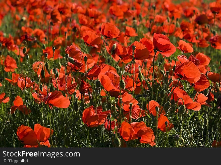 Beautiful red poppy the afield. Beautiful red poppy the afield.