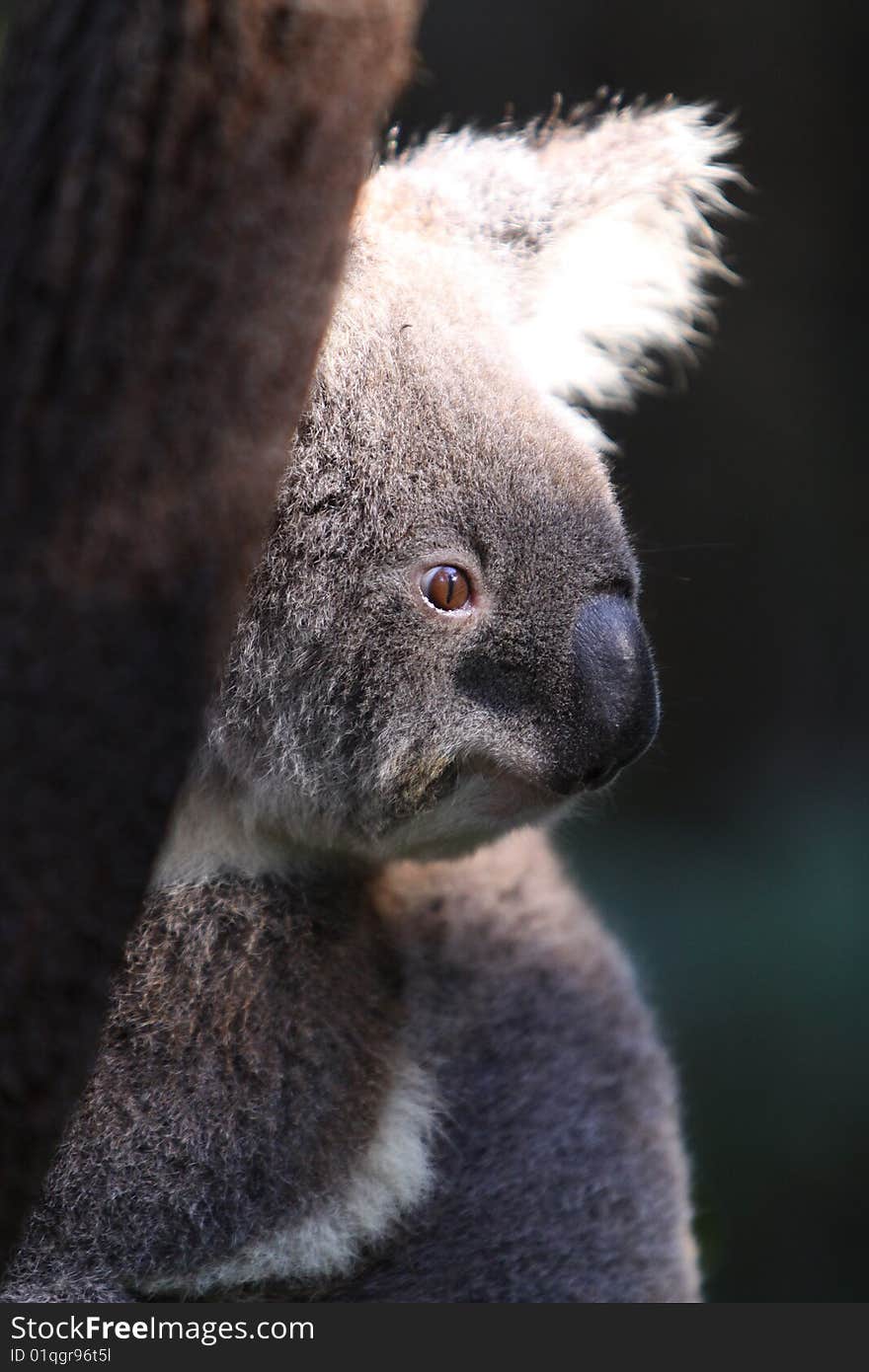 A koala bear in Currumbin Wildlife Sanctuary, Gold Coast at Australia.