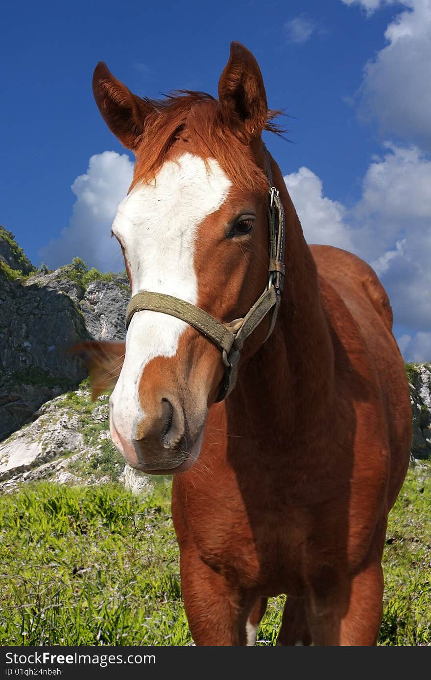 This colourful photo of a red horse against high mountains