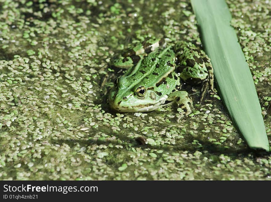 Green Frog