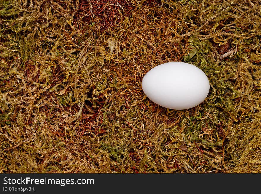 A fresh egg on a moss background. A fresh egg on a moss background