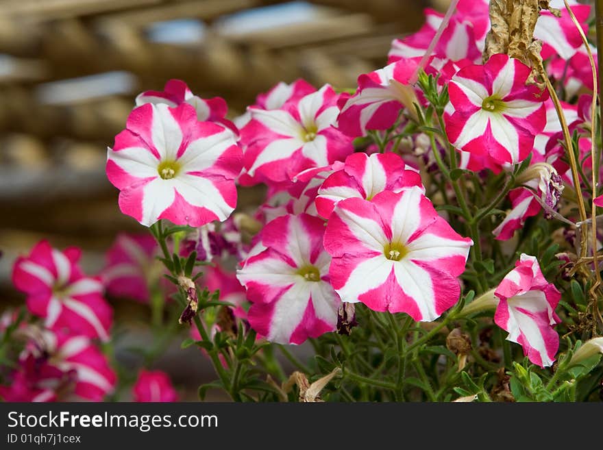 Colorful flowers in a garden.