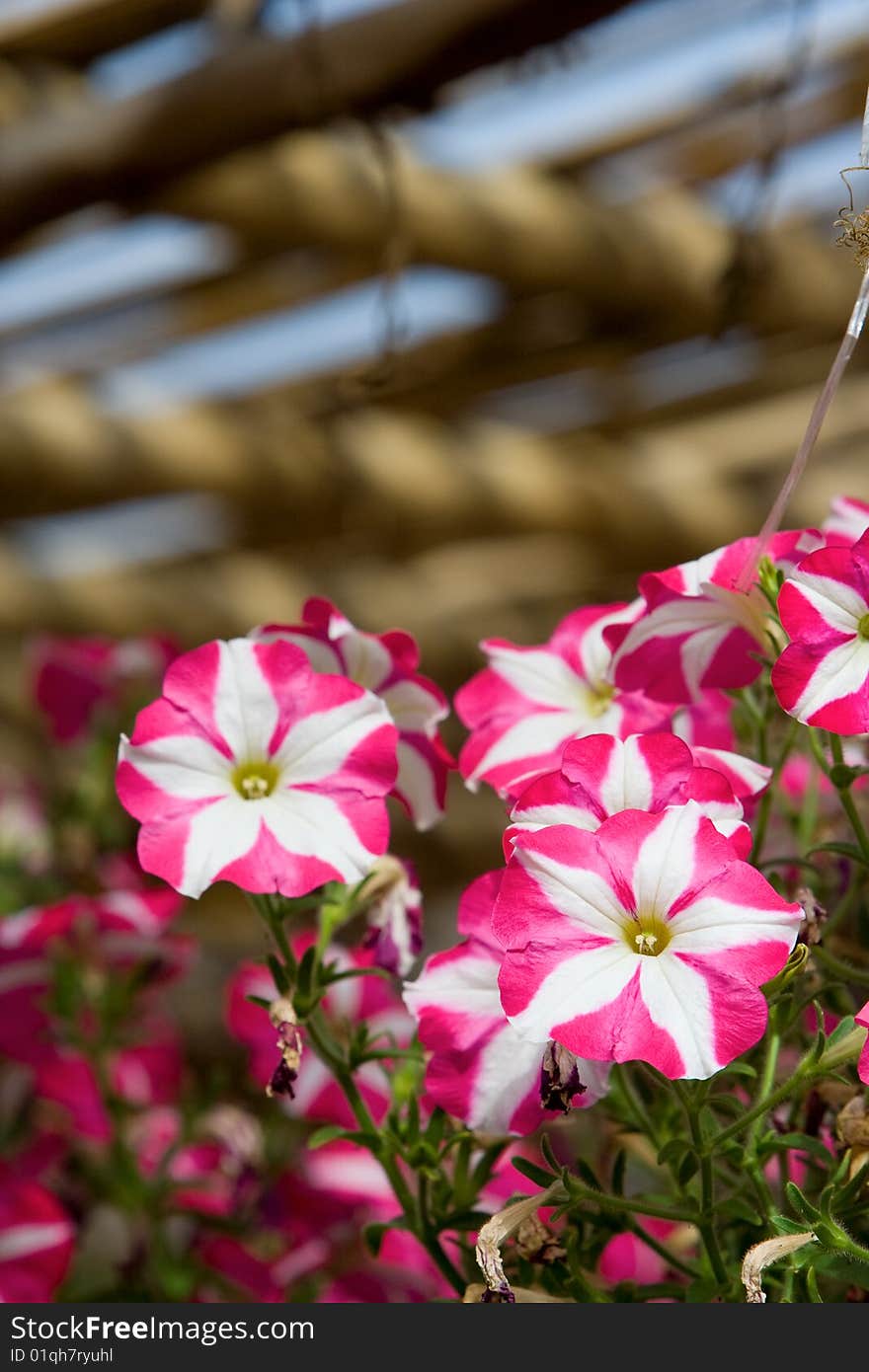 Colorful flowers in a garden.