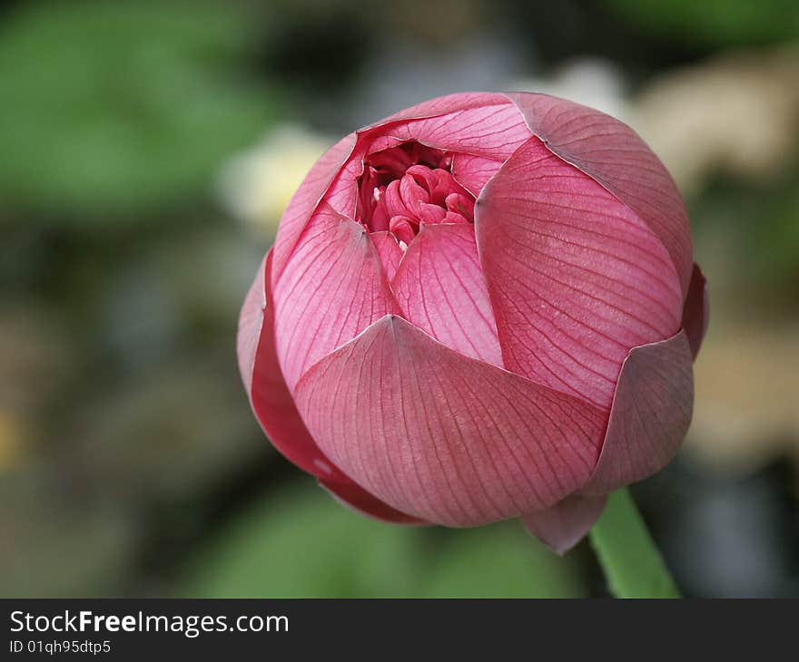 Lotus Bud