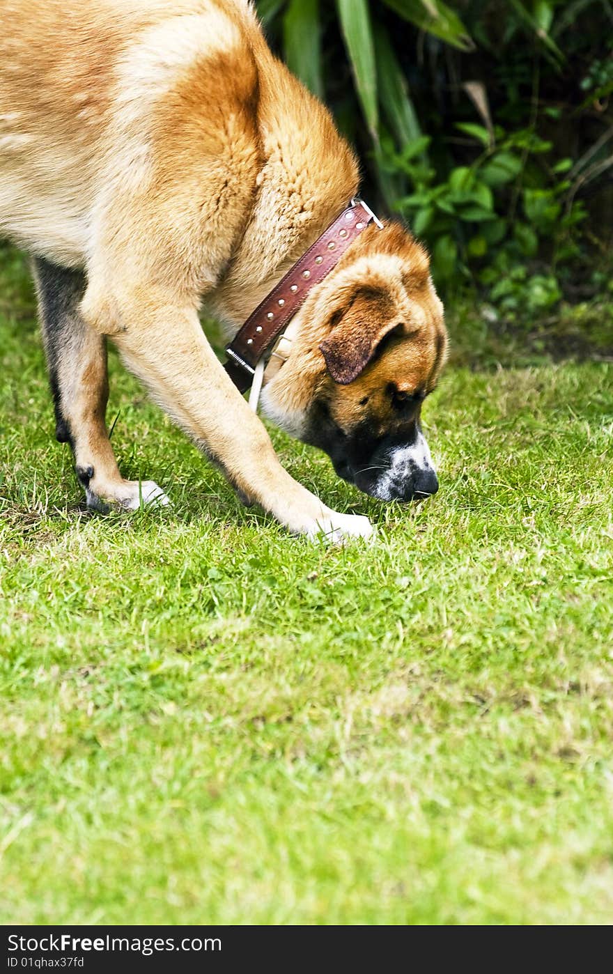 My pet dog sniffing the ground