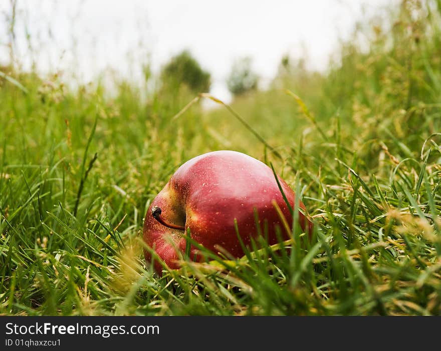 Ripe red apple in the green grass