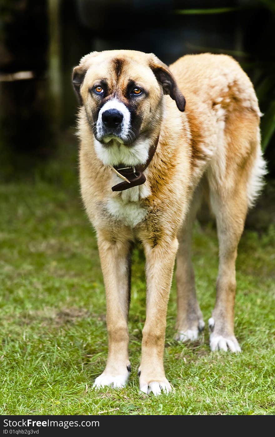 My pet dog standing on a lawn