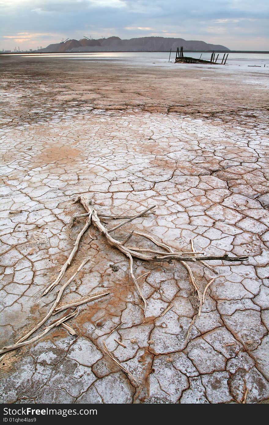 Branch In Desert