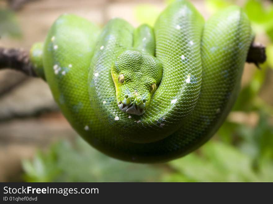 Green snake lying on a tree