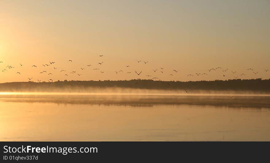 Gulls nature land remote lake