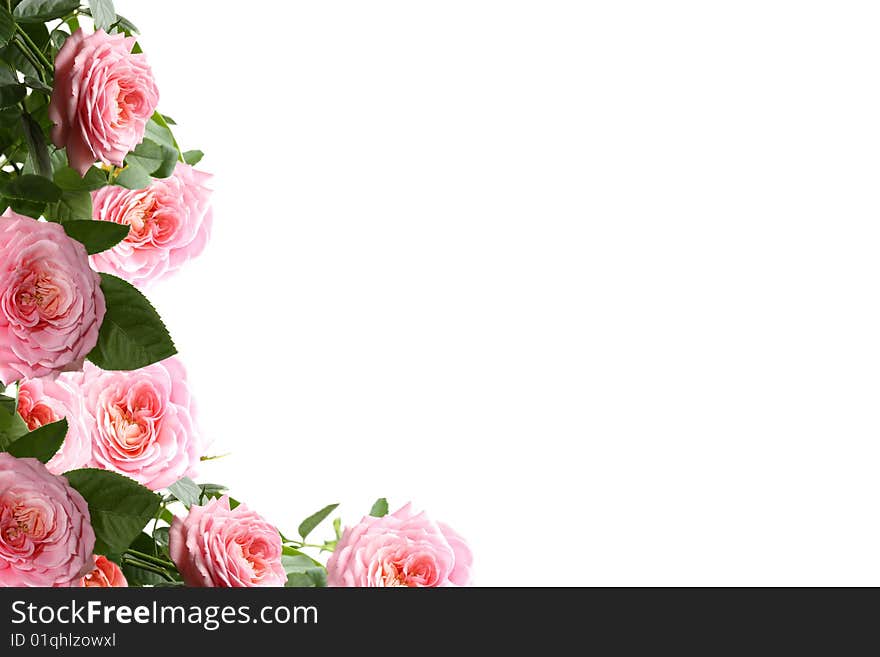 Roses on a white background, it is isolated, sample text