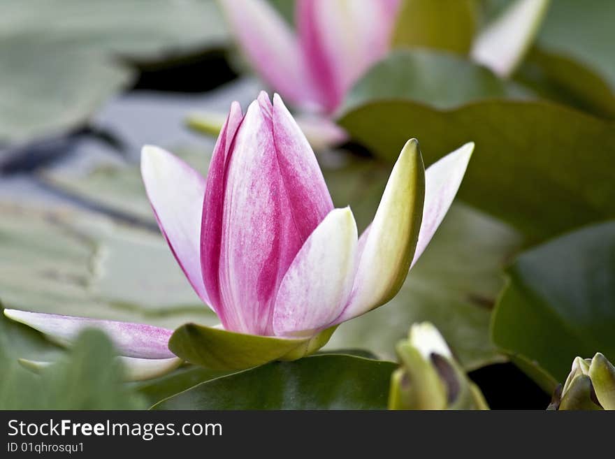 Lotus blossom (nuphar advenum) close up image