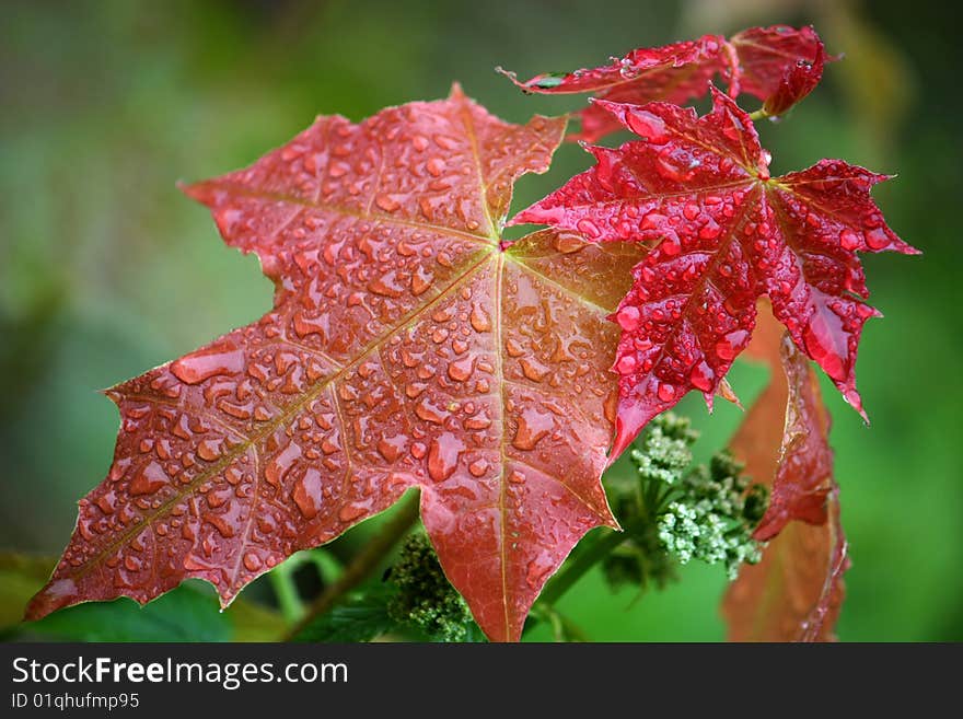 Maple Leaves