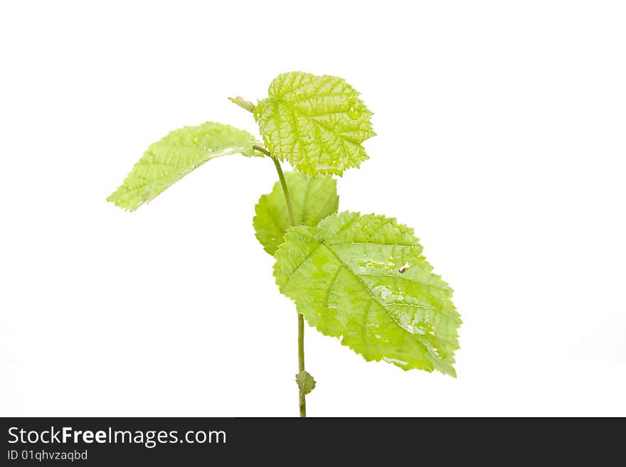 Young tree growing from the ground. Young tree growing from the ground