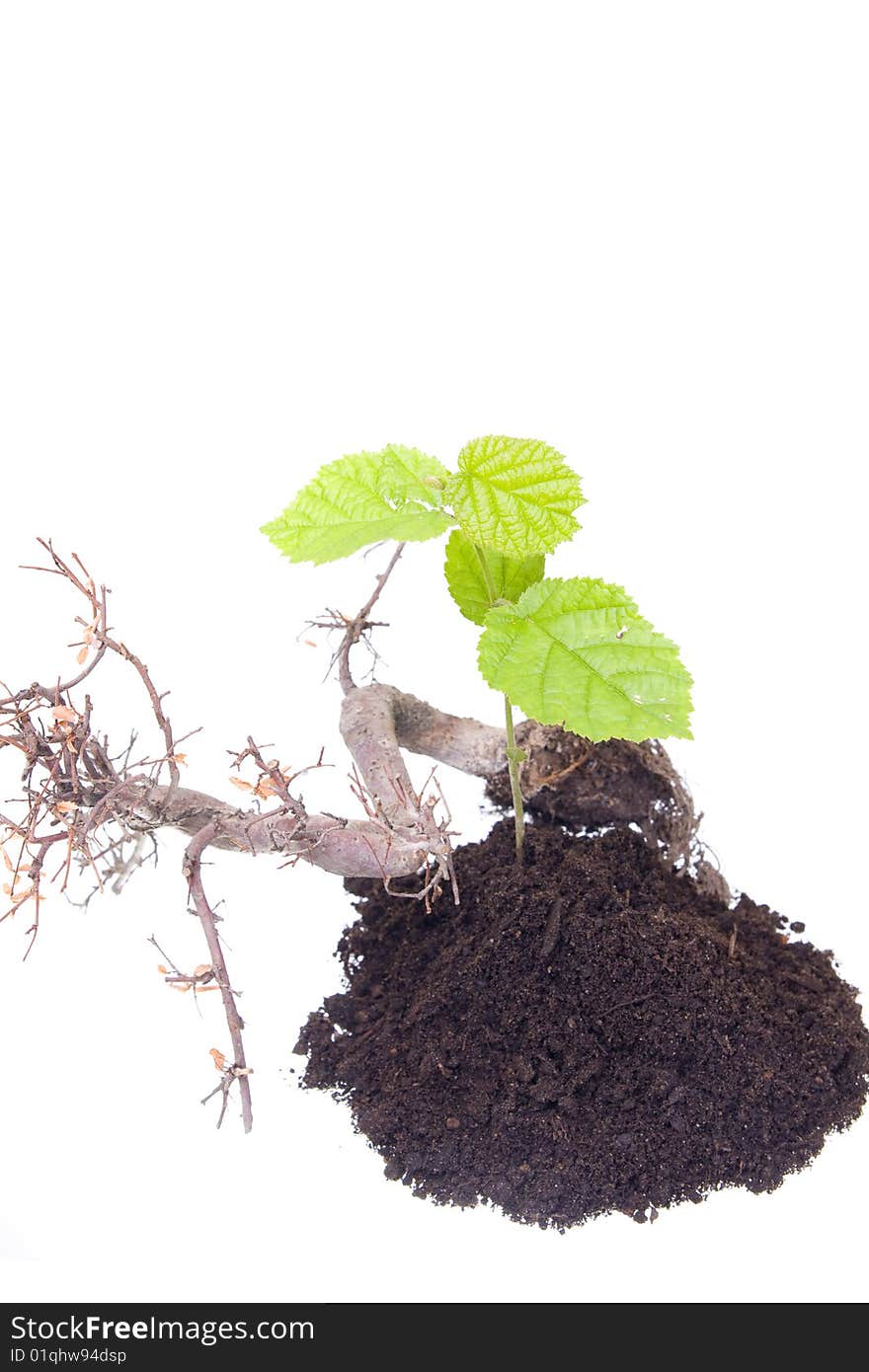 Young tree growing from the ground next to old one. Young tree growing from the ground next to old one