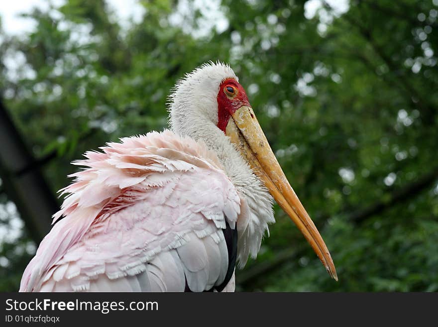 Large bird with a yellow beak and pink feathers up close. Large bird with a yellow beak and pink feathers up close