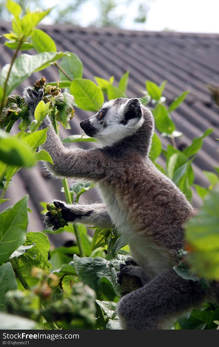 Monkey Ring Tailed Lemur