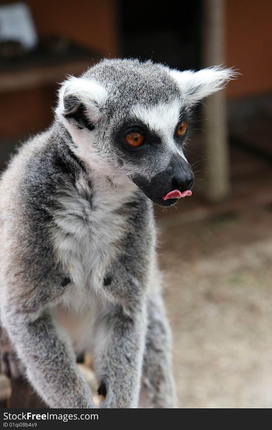 Monkey Ring tailed Lemur