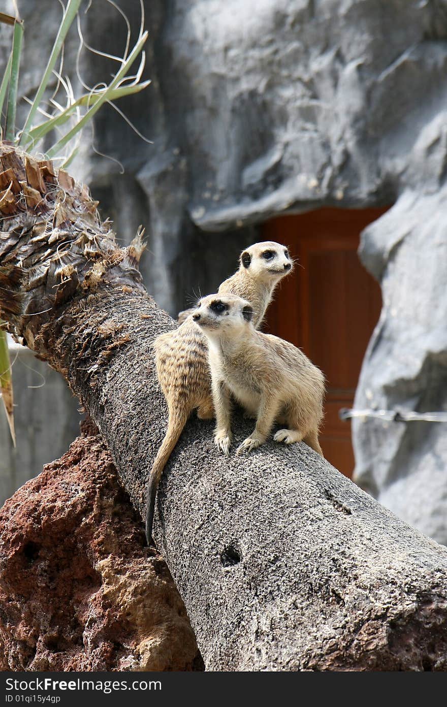 Two meerkats looking in different directions on a tree. Two meerkats looking in different directions on a tree