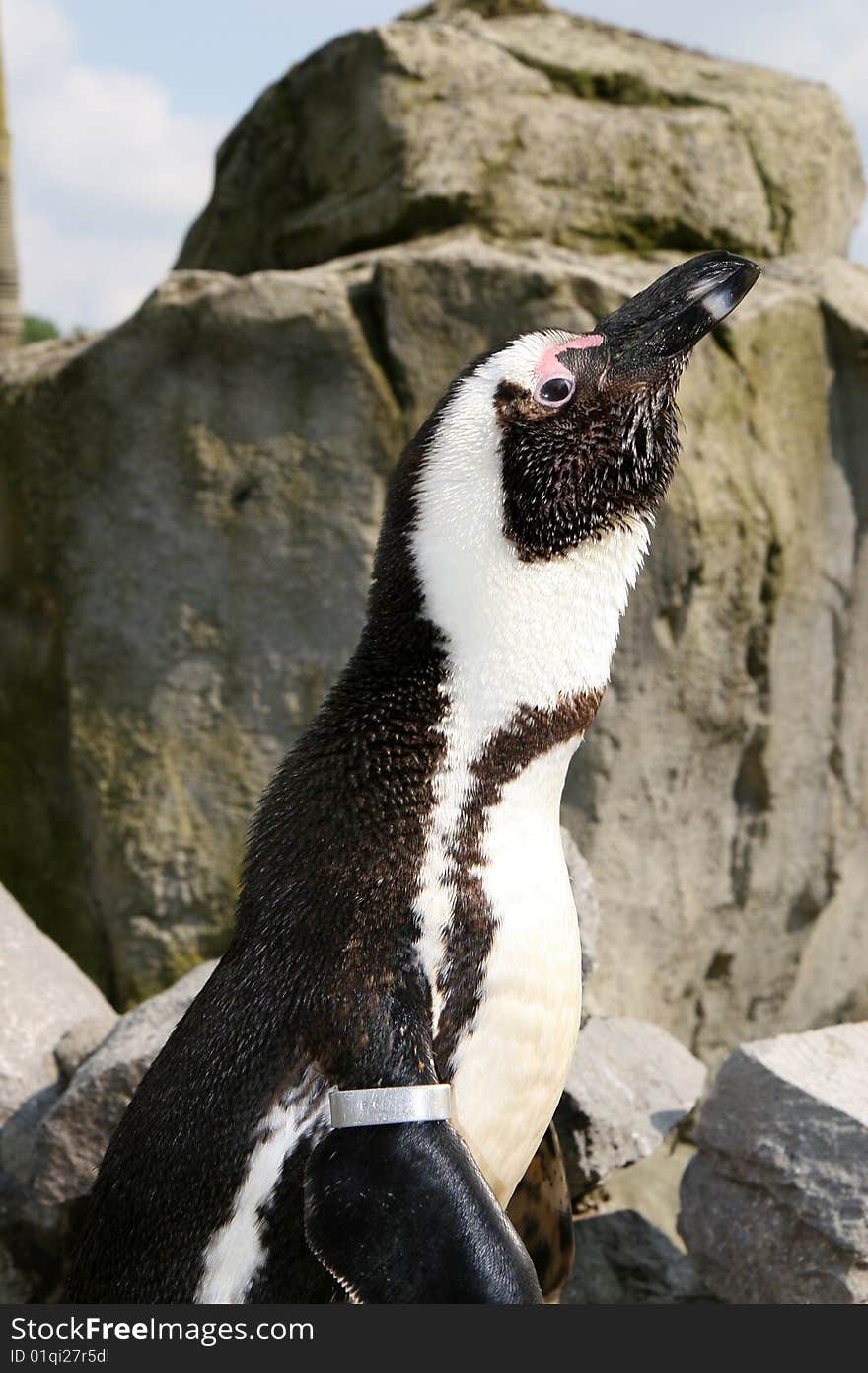 Penguin looking up in a nature park, Belgium. Penguin looking up in a nature park, Belgium.