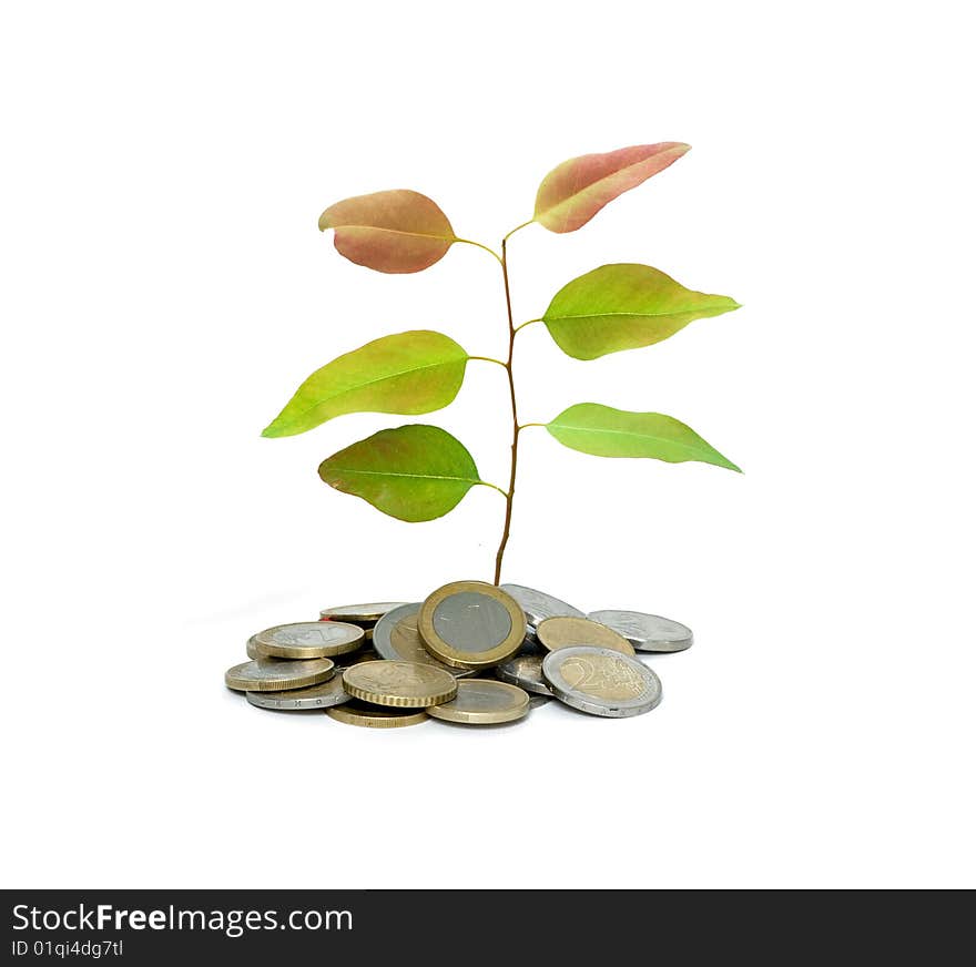 Tree growing from pile of coins isolated on white background