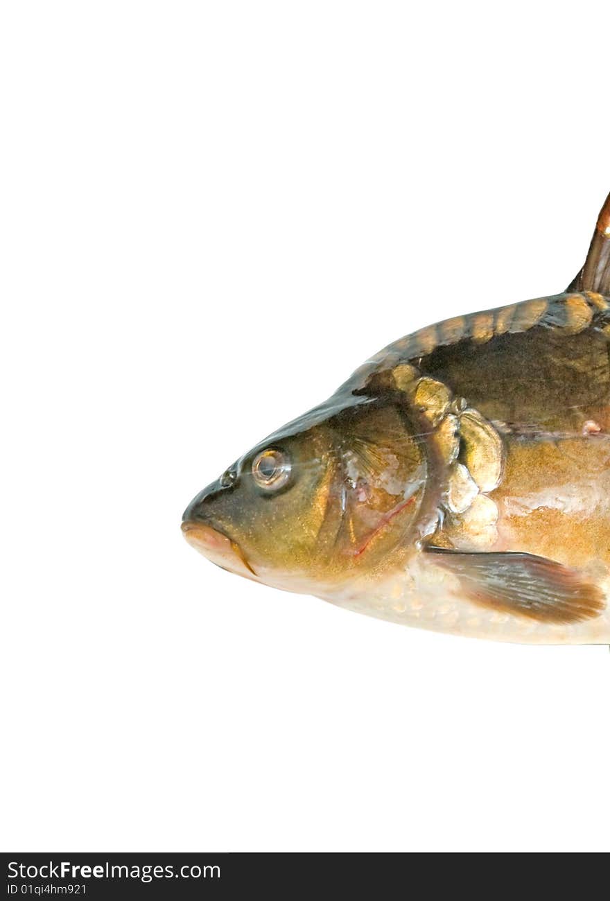 Head of common carp isolated on white background