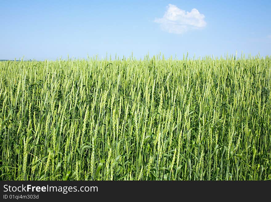 Unripe wheat on a sky background