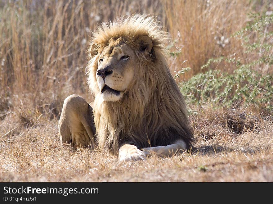 An adult male lion in the bushveld of South Africa. An adult male lion in the bushveld of South Africa