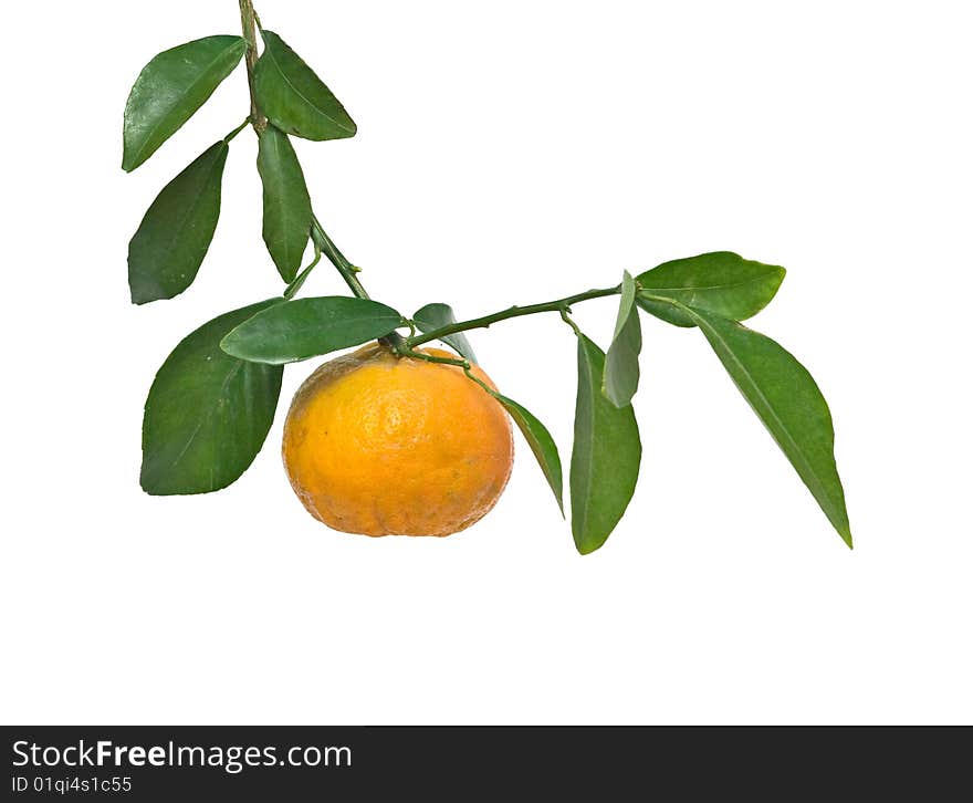 Tangerine  on branch isolated on white background