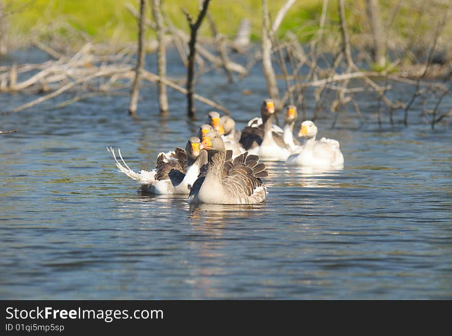 The gaggle of geese floats on the river