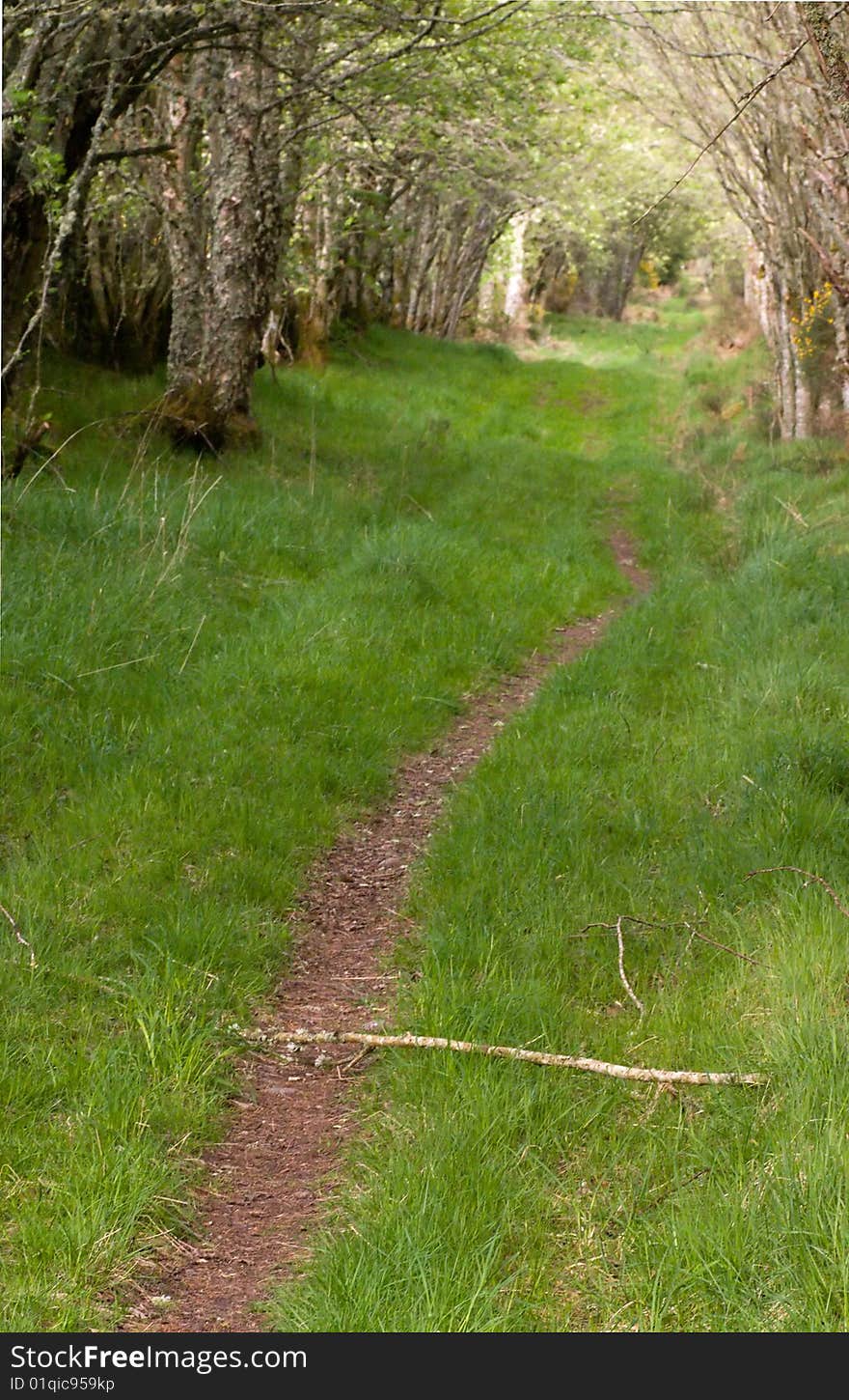 Rural road in the wood