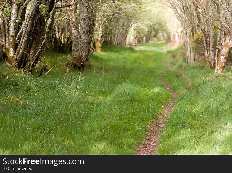 Rural road in the wood