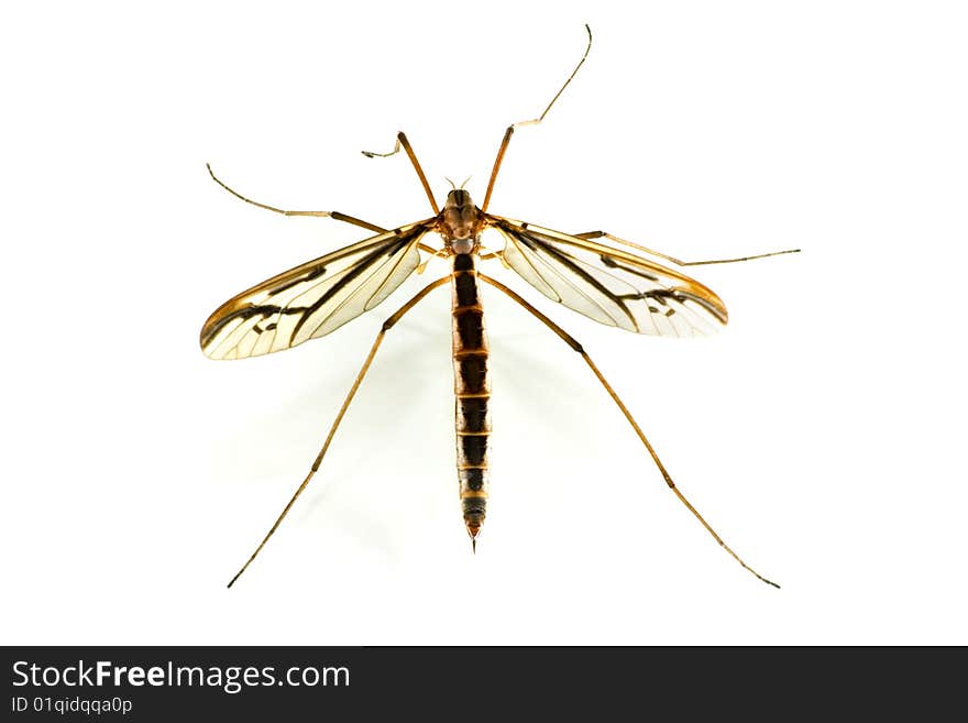 A dragonfly shot from above on a white background