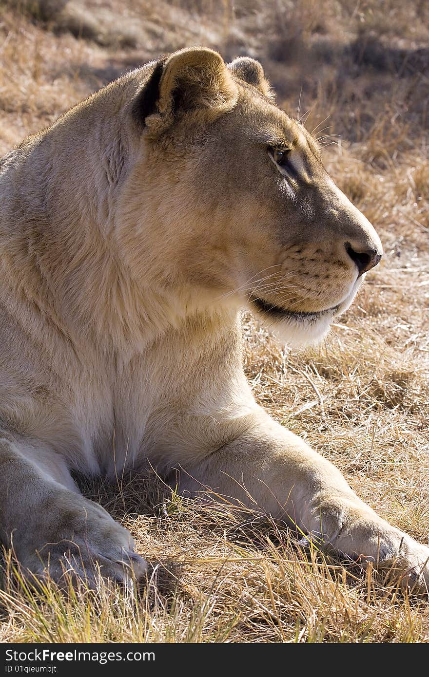 Lioness in her natural environment. Lioness in her natural environment