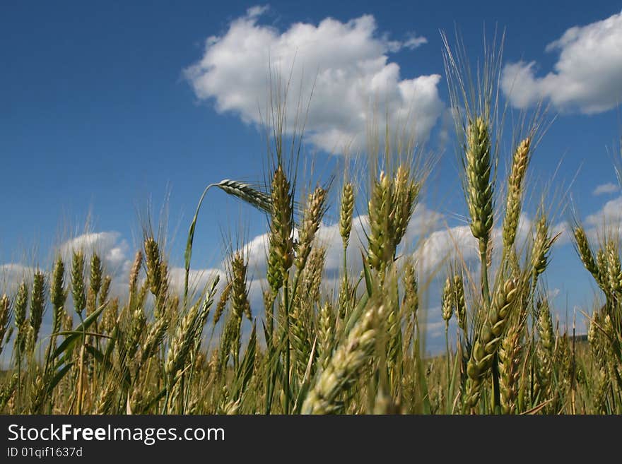 Wheat field with blue sky and clods in summer