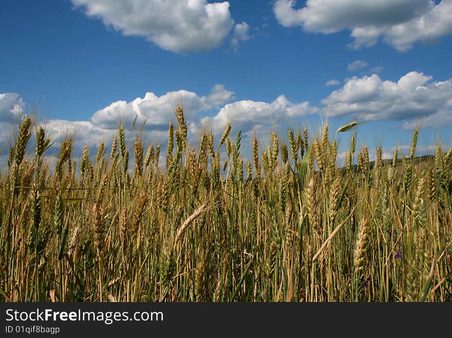 Wheat field with blue sky and clods in summer