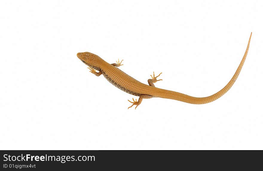 Very small baby lizard isolated on the white background. Very small baby lizard isolated on the white background