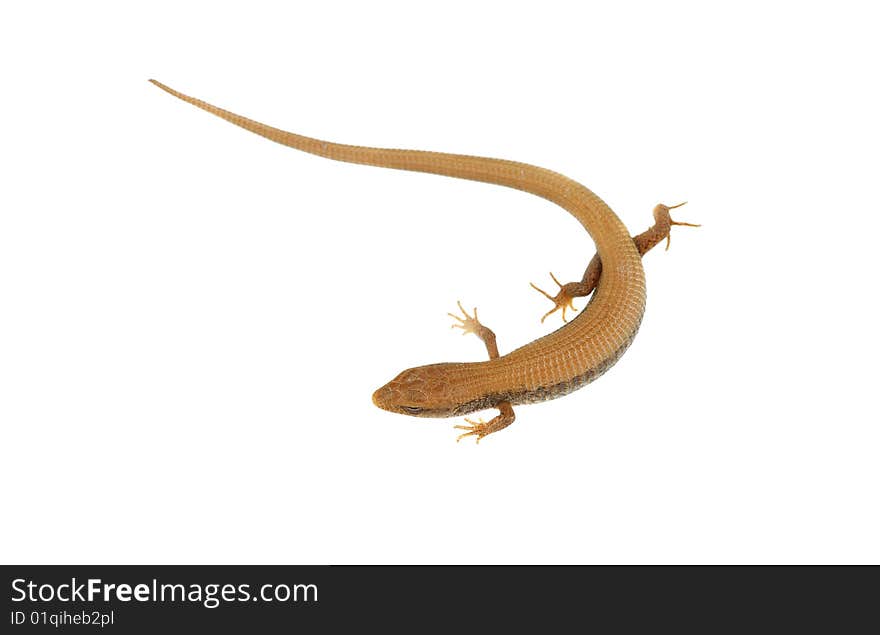 Running Lizard Over White Background