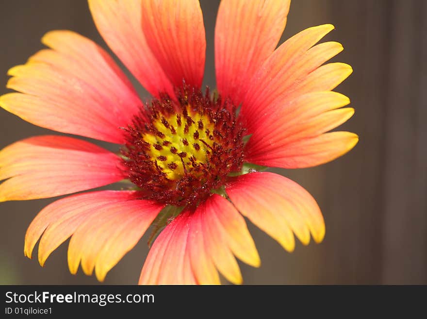 Firewheel Blanketflower also known as Gaillardia pulchella