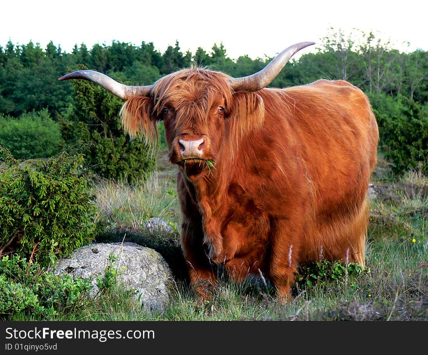 A west highland cattle cow eating grass in the wilderness. A west highland cattle cow eating grass in the wilderness