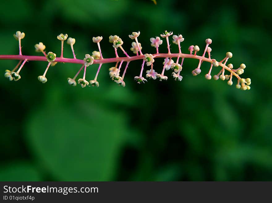 The unknown plant in field