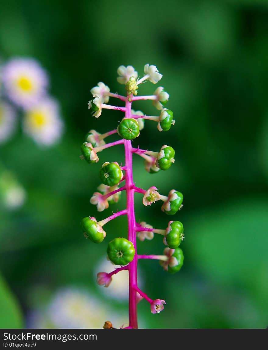 The plant is wild in field. The plant is wild in field