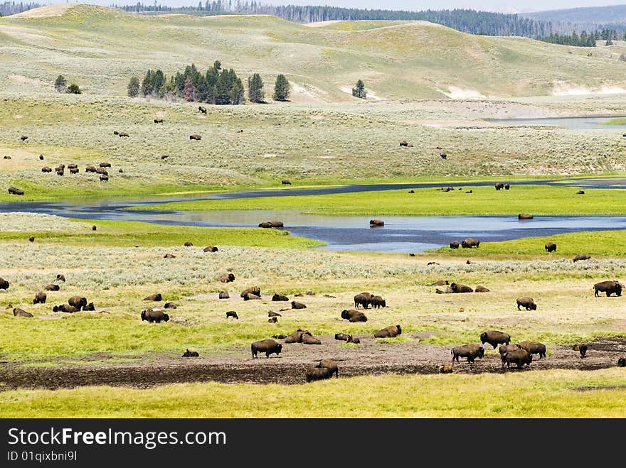 Buffalo Herd in Hayden Valley