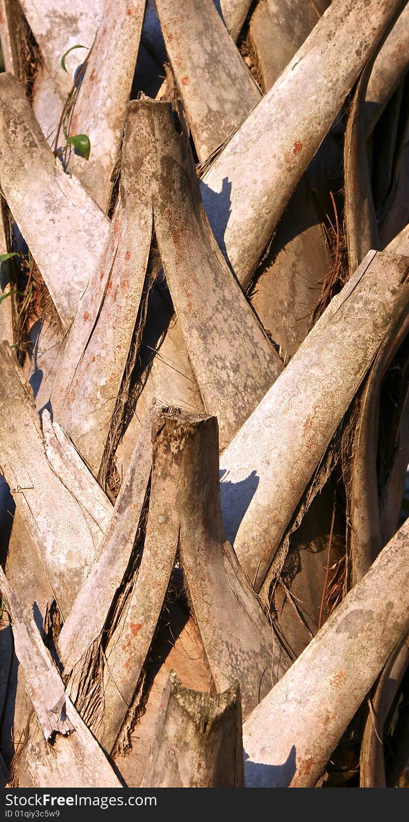 Close up of the trunk of a palm tree showing the sections where the palm fronds break off. Close up of the trunk of a palm tree showing the sections where the palm fronds break off.