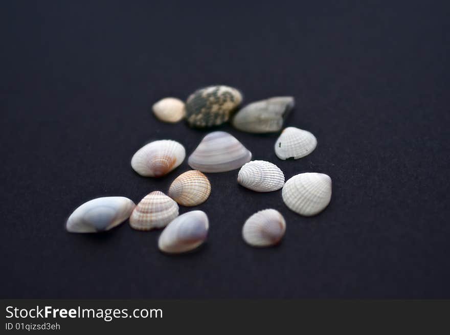 A Scatter Of Sea Shells