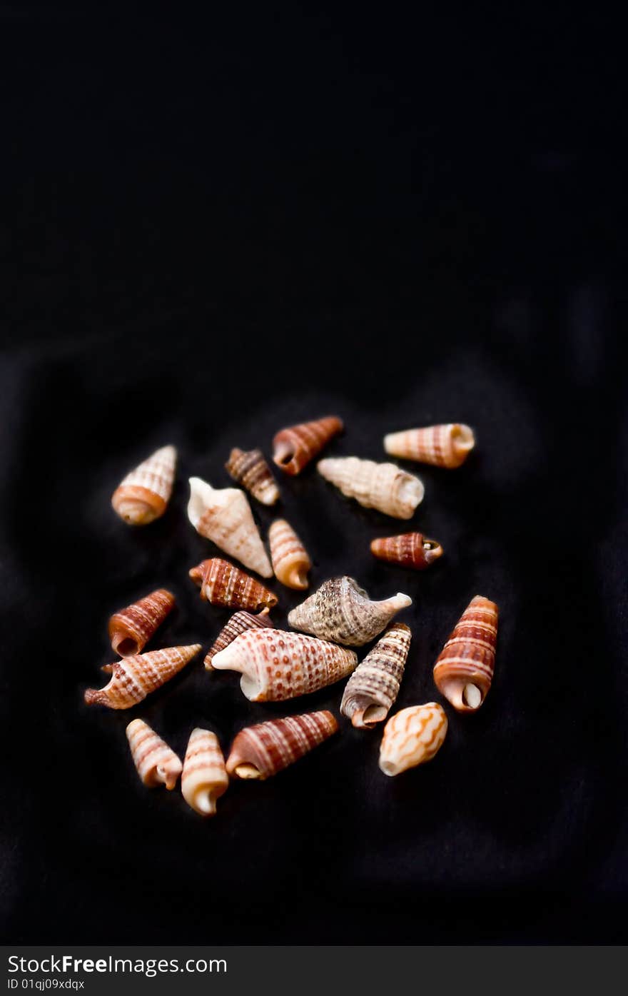 A Scatter Of Spiral Sea Shells