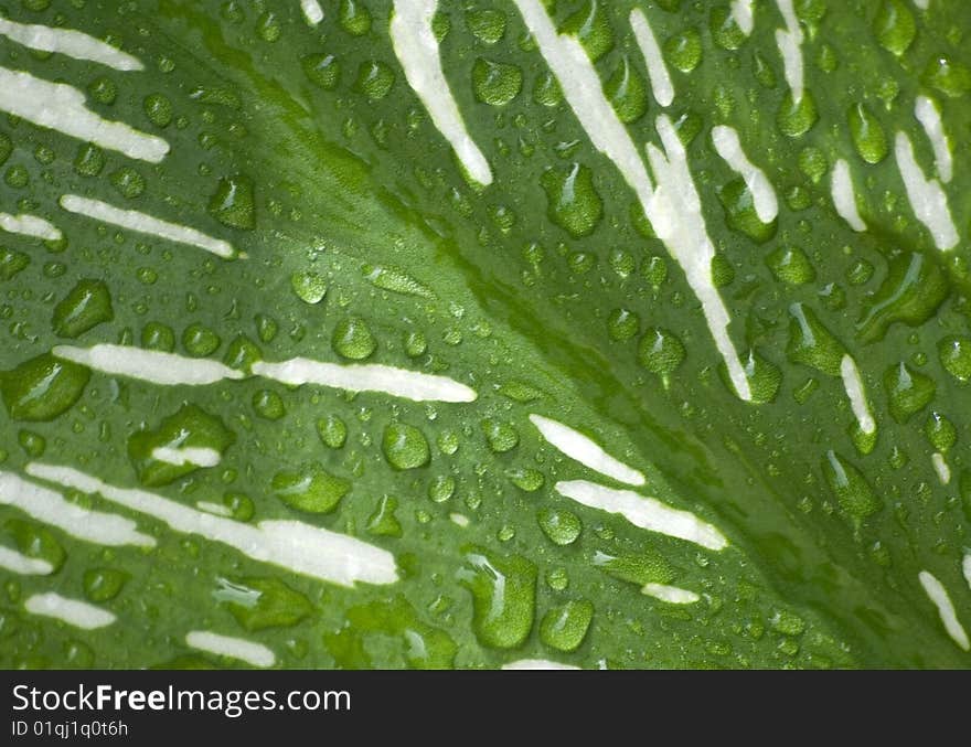 A spotted green and white calla leaf with water drops, horizontal with copy space. A spotted green and white calla leaf with water drops, horizontal with copy space