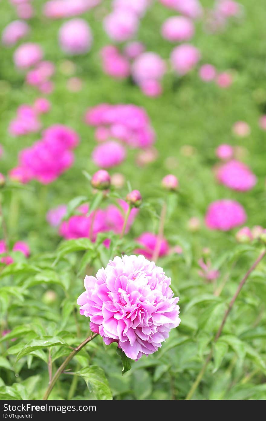 Peony