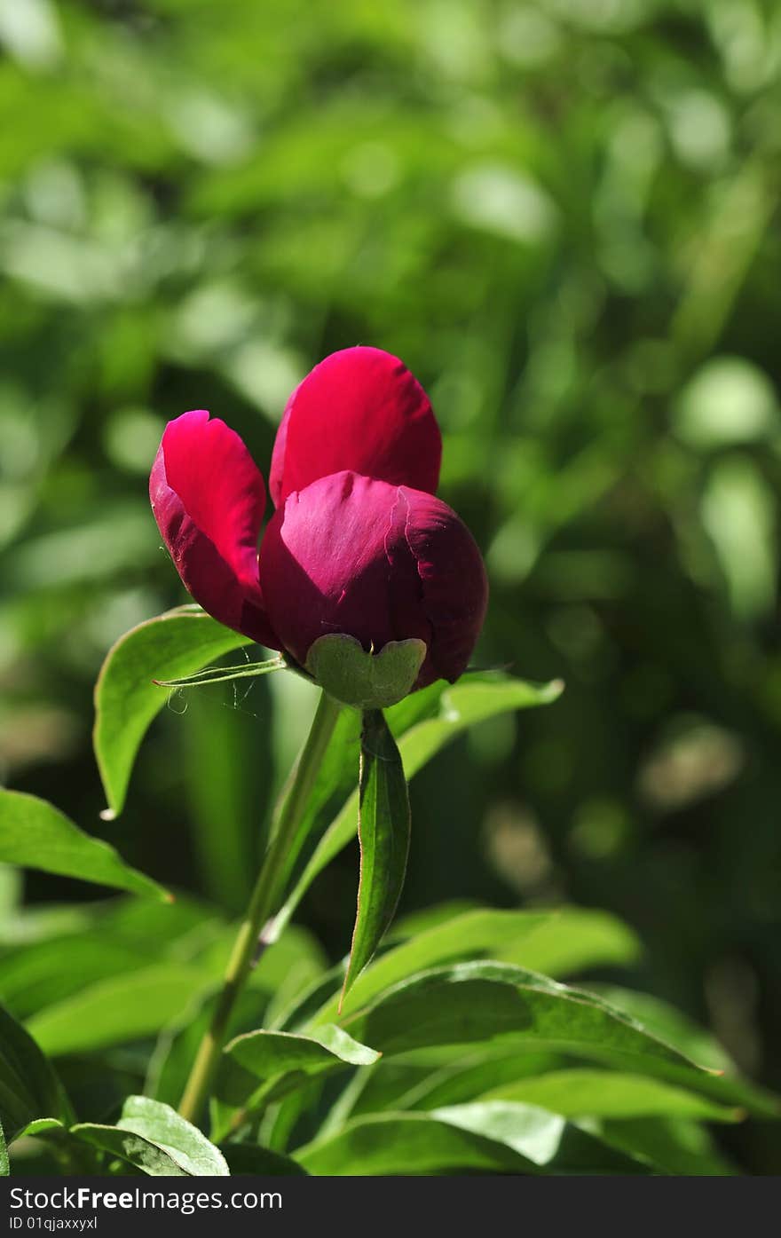 The shape resembles the peony resembling MIQI very much. The shape resembles the peony resembling MIQI very much